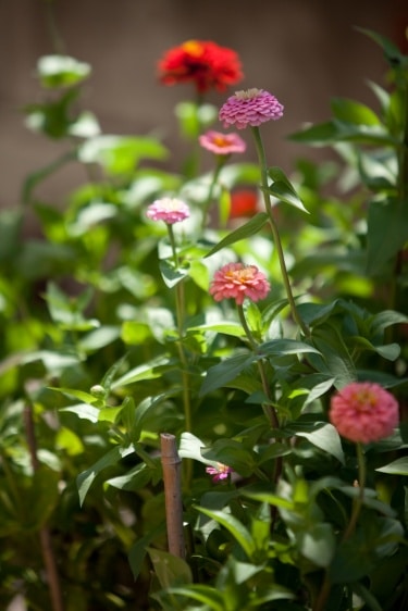 Flowers from the gardens at the Kenwood retirement community