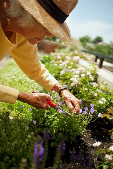 Senior gardening at the Kenwood in Minneapolis